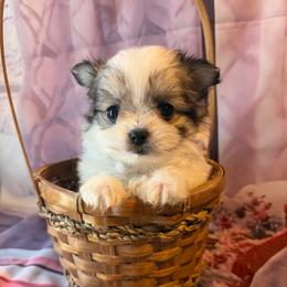 Lora Malchi Girl - White and tan female Maltese puppy in Chariton, Iowa from Mia Lucky Home