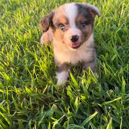 Thunder - Blue merle male Toy Australian Shepherd puppy in Puryear, Tennessee from A&W Toy Aussies