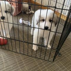 Pearl - White and badger female Great Pyrenees puppy in Cincinnati, Ohio from Yelah Pyrenees