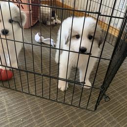 Pearl - White and badger female Great Pyrenees puppy in Cincinnati, Ohio from Yelah Pyrenees