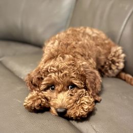 Bernedoodle and Goldendoodle Puppies from Brunsman Country Doodles LLC