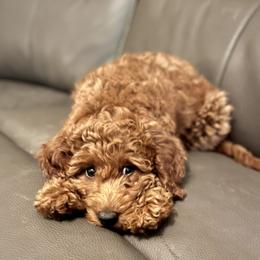 Bernedoodle and Goldendoodle Puppies from Brunsman Country Doodles LLC