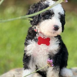 Lucky - Black and white Sheepadoodle puppy in Knoxville, Tennessee from Fleury Farm Doodles TN