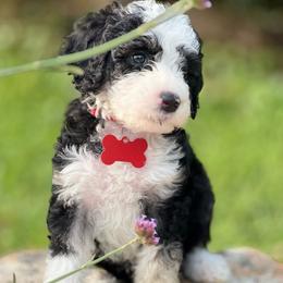 Lucky - Black and white Sheepadoodle puppy in Knoxville, Tennessee from Fleury Farm Doodles TN