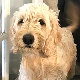 Hope - Goldendoodle