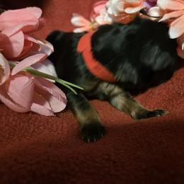 Verity - Black and red female German Shepherd puppy in Coupeville, Washington from Von Hilkey Shepherds