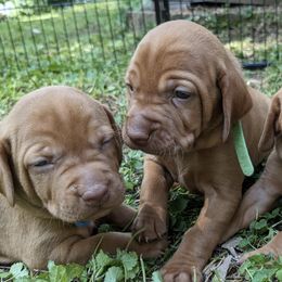 Vizslas from Virginia Vizslas LLC