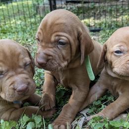 Vizslas from Virginia Vizslas LLC