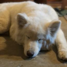 Samoyed Puppies from Morning Star Samoyeds