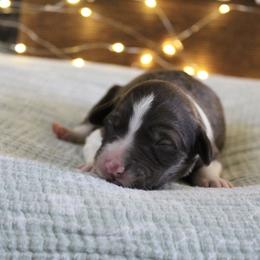 Stella - White and gold female Bordoodle puppy in Ashland, Ohio from Cherry Blossom Doodles