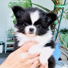 Bambi Doll, price 9980.tiny - Black and white female Chihuahua puppy in Santa Rosa Beach, Florida from Eva's Chihuahua
