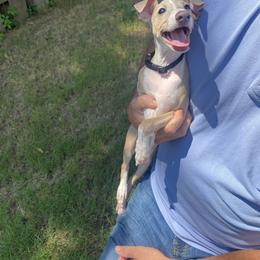Italian Greyhound Puppies from Iggies of Azalea