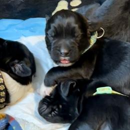 Boy Turquoise - Black male Newfoundland puppy in Marysville, Washington from Black Lions Newfoundlands
