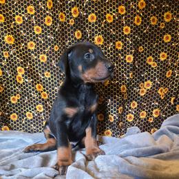 Blue Boy - Black and rust male Doberman Pinscher puppy in Knox, Indiana from Double River Dobermans