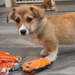 Drizzle - Sable male Pembroke Welsh Corgi puppy in Kiowa, Colorado from Cool Water Corgis LLC