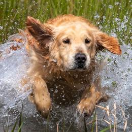 Drake - Golden Retriever