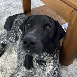 Slug - German Shorthaired Pointer
