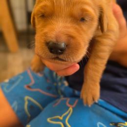 Bentley - Dark golden male Golden Retriever puppy in Lebanon, Oregon from SnowPeakPaws