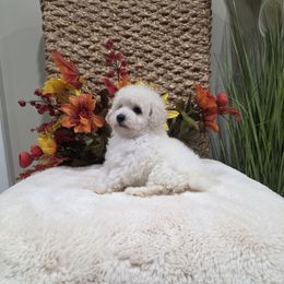 Marble (AKC) - White male Poodle puppy in Rainbow City, Alabama from Spinks Poodles