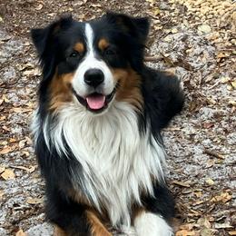 Balthier - Black tri-color male Australian Shepherd puppy in Inverness, Florida from Swamp Puppy Canine Kennel