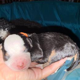 Orange Boy - Tri-color male Bernedoodle puppy in High Point, North Carolina from Full Hands Farm