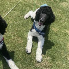 Poodles from Moonlight Standard Poodles