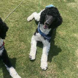 Poodles from Moonlight Standard Poodles