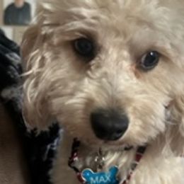 Max - Cavapoo