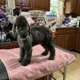 Puppy-until his new owner names him - Blue male Bedlington Terrier puppy in Honey Brook, Pennsylvania from Ashcroft Bedlington Terriers