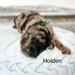 Holden - Merle male Goldendoodle puppy in Pasco, Washington from Camp Doodle Woods
