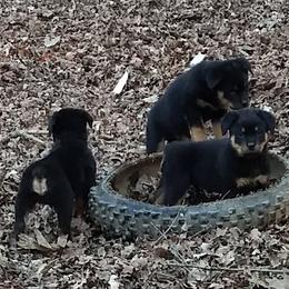 Rottweiler Puppies from Gateway Rottweilers