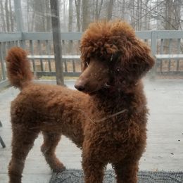 Brick - Poodle