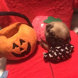 Pug Puppies from Pickwick Pugs