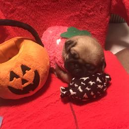 Pug Puppies from Pickwick Pugs