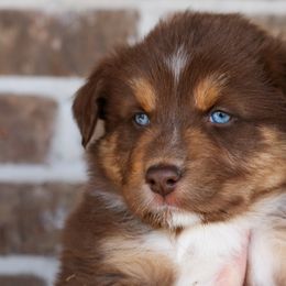 Australian Shepherd, Miniature American Shepherd, and Miniature Australian Shepherd Puppies from Painted Blue Aussies