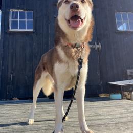 Sinatra - Red and white male Siberian Husky puppy in York, Maine from Maine Coast Huskies