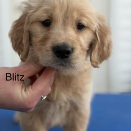 4th pick on waitlist - Light golden male Golden Retriever puppy in Clay Center, Nebraska from Storm Chasers- Golden Retrievers & Basset Hounds