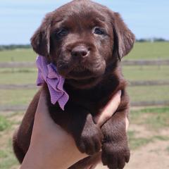 Light pink collar - Chocolate female Labrador Retriever puppy in Dunnellon, Florida from Quail Meadow Labradors