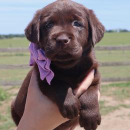 Light pink collar - Chocolate female Labrador Retriever puppy in Dunnellon, Florida from Quail Meadow Labradors