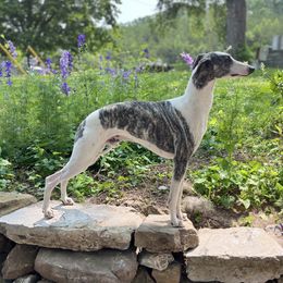 Thomas - Whippet