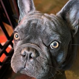 Cash - French Bulldog