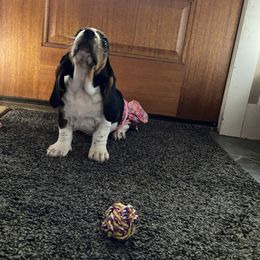 Basset Hound Puppies from 5th Day Farm