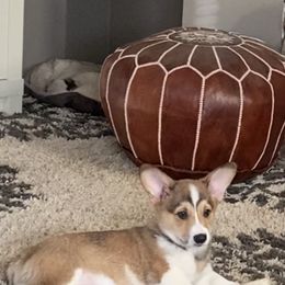 Pembroke Welsh Corgi Puppies from Coyote Creek Corgis