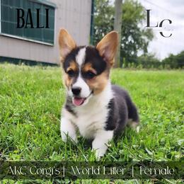 Bali - Black and tan female Pembroke Welsh Corgi puppy in Pine Village, Indiana from NL Horsemanship