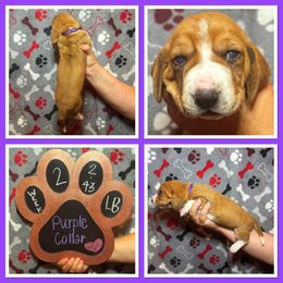 Purple collar female - Mahogany and white female Basset Hound puppy in Hamilton, Indiana from Cam’s Country Bassets