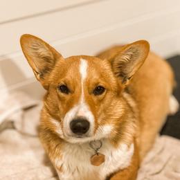 Scout - Pembroke Welsh Corgi