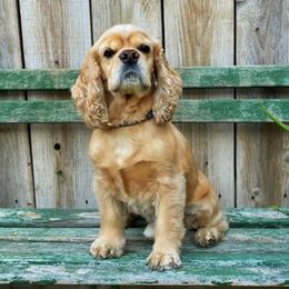 Cocker Spaniels from Moonlites Cockers