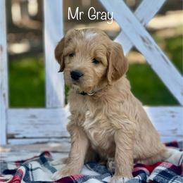 Mr Gray - Apricot male Goldendoodle puppy in South Jordan, Utah from JD Goldendoodles
