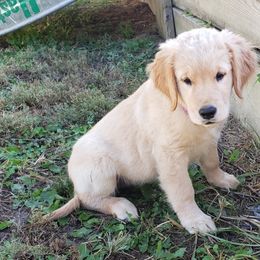 Golden Retriever Puppies from KM Golden Retrievers