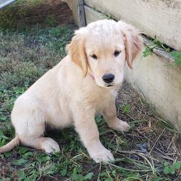 Golden Retriever Puppies from KM Golden Retrievers